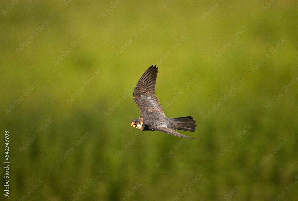 Roodpootvalk, Red-footed Falcon, Falco vespertinus Roodpootvalk, Red-footed Falcon, Falco vespertinus