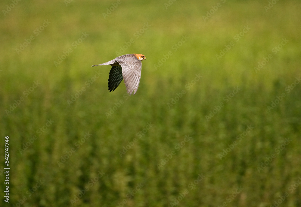 Roodpootvalk, Red-footed Falcon, Falco vespertinus Roodpootvalk, Red-footed Falcon, Falco vespertinus
