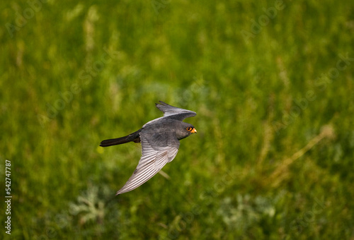 Roodpootvalk, Red-footed Falcon, Falco vespertinus photo