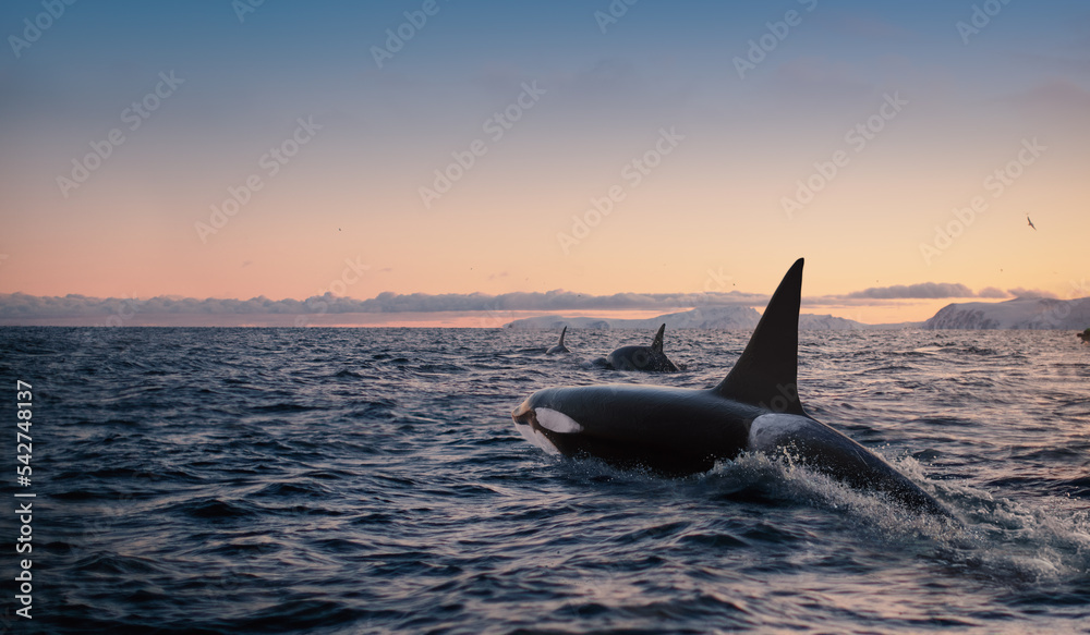 Fototapeta premium Orca Killerwhale traveling on ocean water with sunset Norway Fiords on winter background