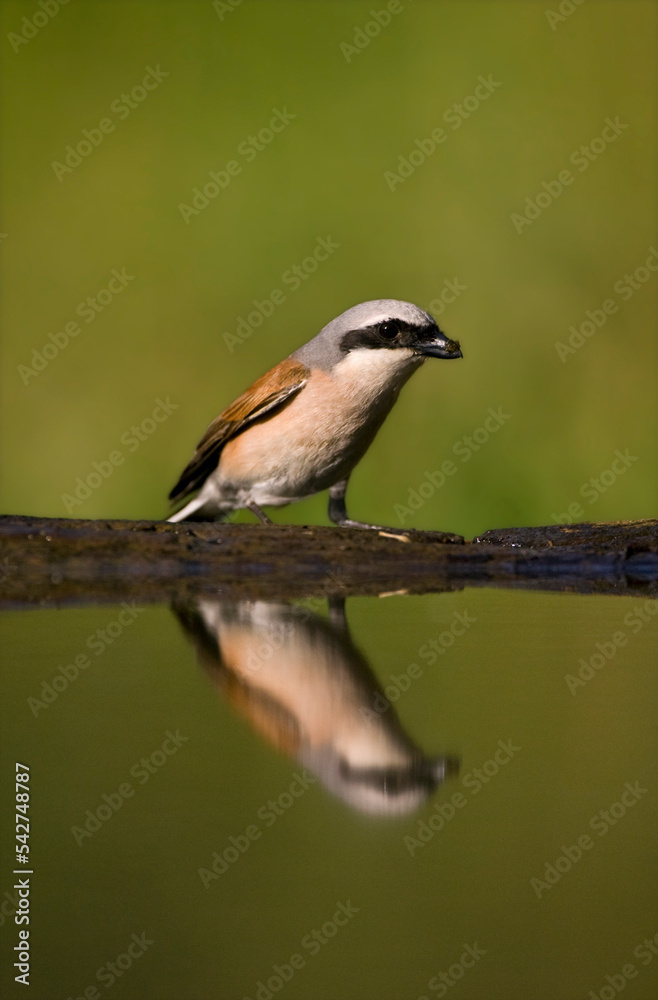 Grauwe Klauwier, Red-backed Shrike, Lanius collurio Grauwe Klauwier, Red-backed Shrike, Lanius collurio