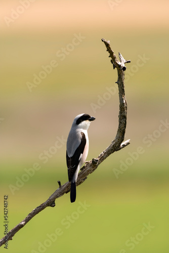 Kleine Klapekster, Lesser Grey Shrike, Lanius minor photo