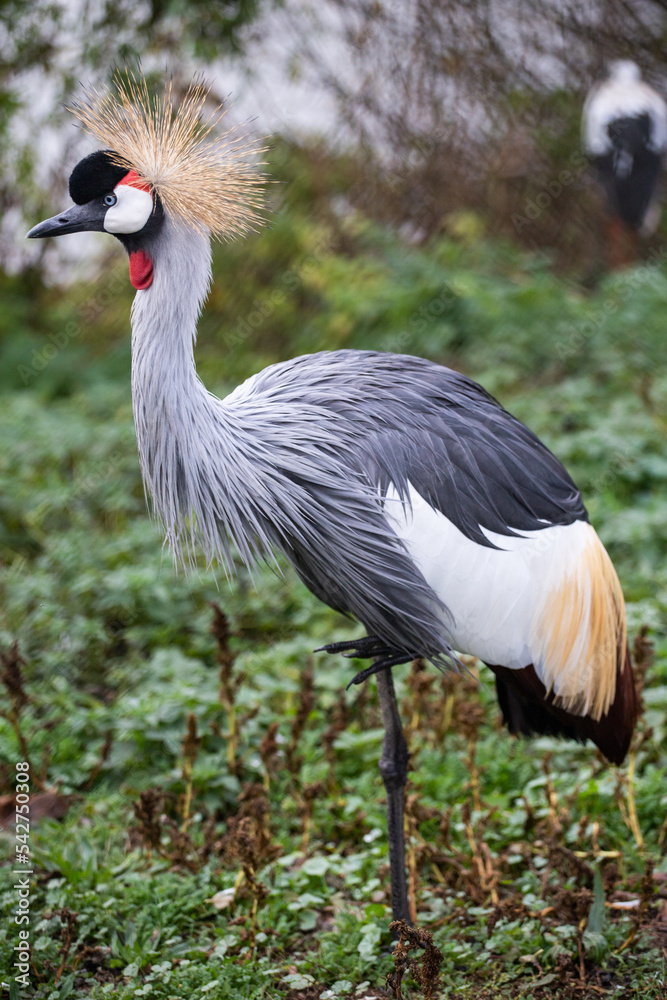 Crowned crane balearica regulorum. Grey crowned crane. A beautiful bird with a forelock. African crowned crane. Kavirondo Crane. Golden crested crane.