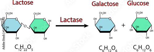 Effect Of Lactase Enzyme On Lactose Sugar Molecule. lactose hydrolysis. Vector illustration