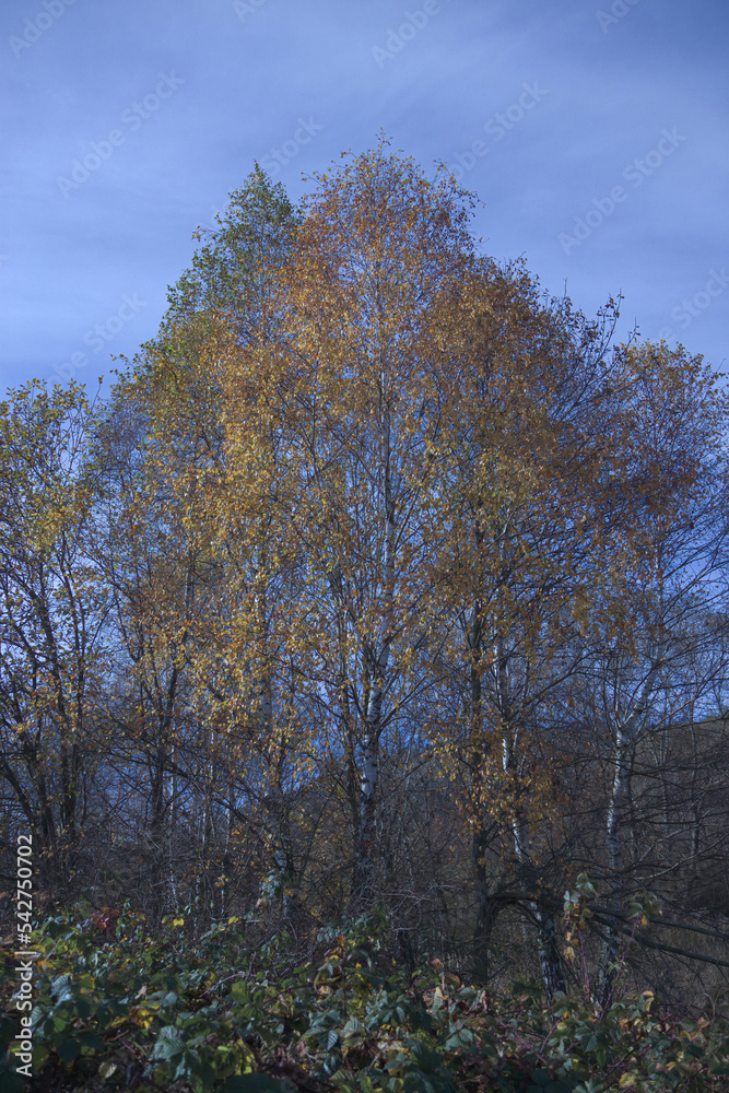 Obraz premium Autumn fields