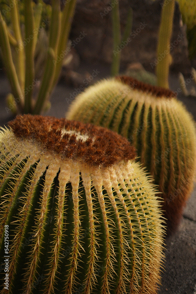 Cactus close up in Lanzarote botanical garden Cactus close up in Lanzarote botanical garden