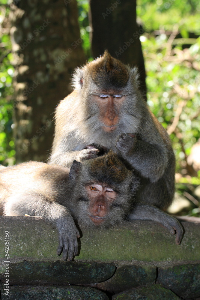 Monkey grooming another. Bali, Indonesia