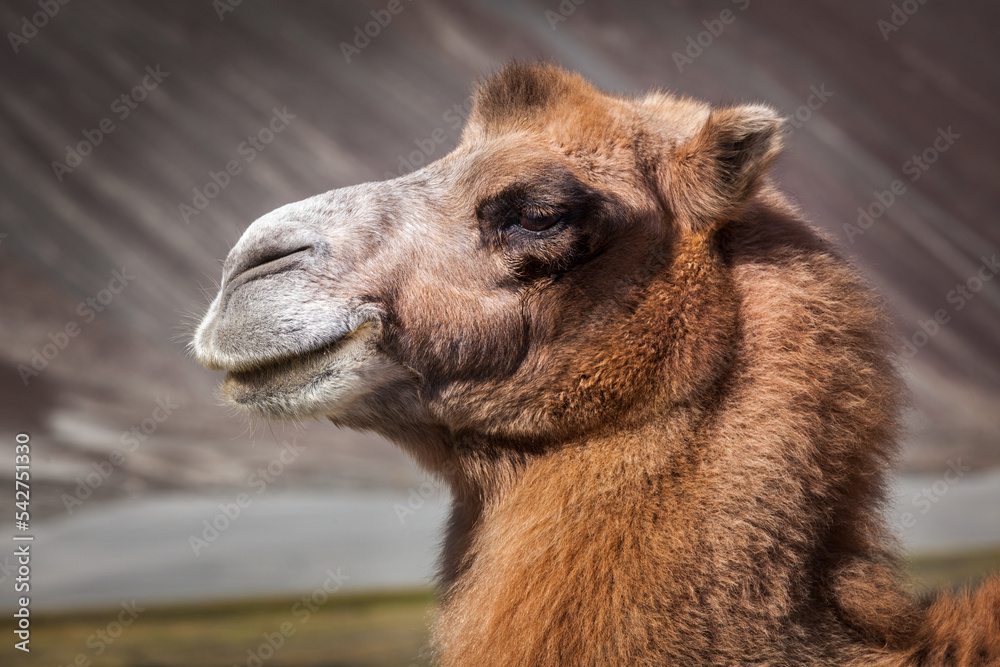Obraz premium Bactrian camel portrait close up in Himalayas. Hunder village, Nubra Valley, Ladakh, Jammu and Kashmir, India