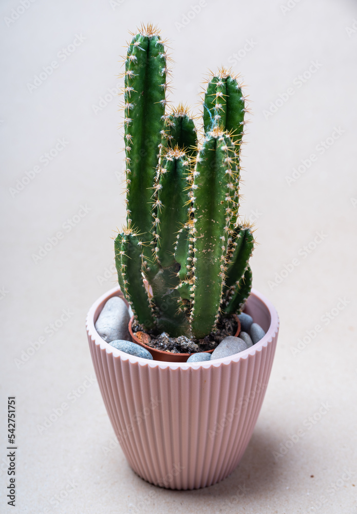 Close-up of a green cactus in a beige pot. Beautiful plant. Home decor. Close-up of a green cactus in a beige pot. Beautiful plant. Home decor.