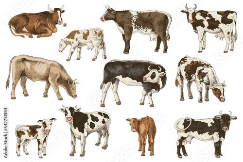 Different cows colors set, isolated. photo
