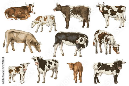 Different cows colors set, isolated.