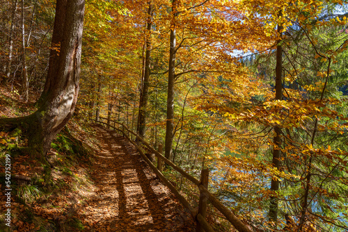 Forest path with a wooden fence next to lake Synevyr on a sunny autumn day. West Ukraine