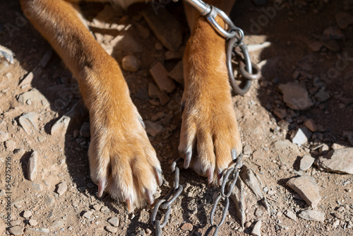 chained dog paw on the stone floor