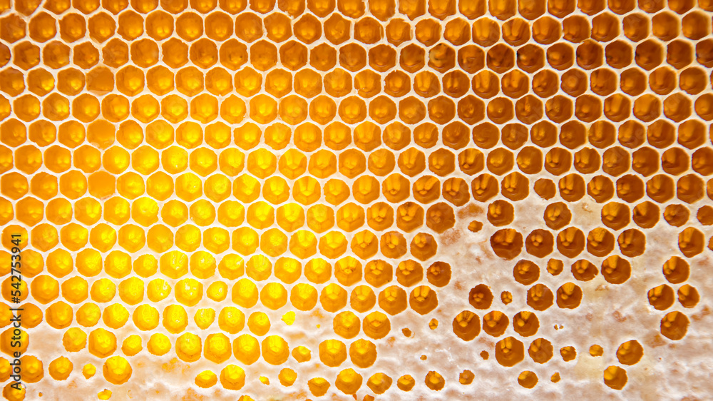 bee fresh honey in combs. background and texture. vitamin natural food. bee work product