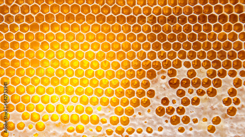 Canvas Print bee fresh honey in combs