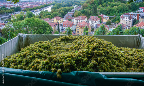 cargo trailer full of harvested grapes in a vineyard on a hillside near the Marienberg fortress photo