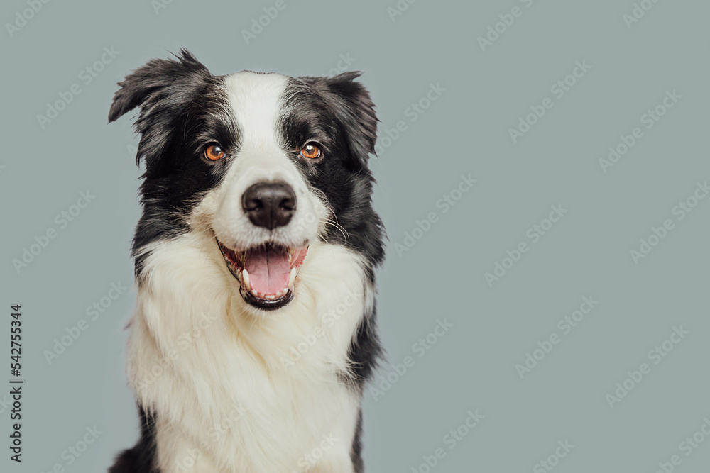 Funny emotional dog. Cute puppy dog border collie with funny face isolated on grey background. Cute pet dog. Pet animal life concept.