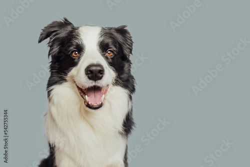 Funny emotional dog. Cute puppy dog border collie with funny face isolated on grey background. Cute pet dog. Pet animal life concept. © Юлия Завалишина