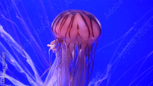 The Japanese sea nettle Chrysaora pacifica jellyfish swimming in the aquarium