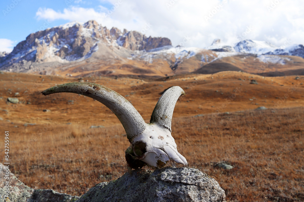 Goat skull on the background of snow-capped mountains. Autumn landscape of wild nature. Hiking in the mountains. North Caucasus Goat skull on the background of snow-capped mountains. Autumn landscape of wild nature. Hiking in the mountains. North Caucasus