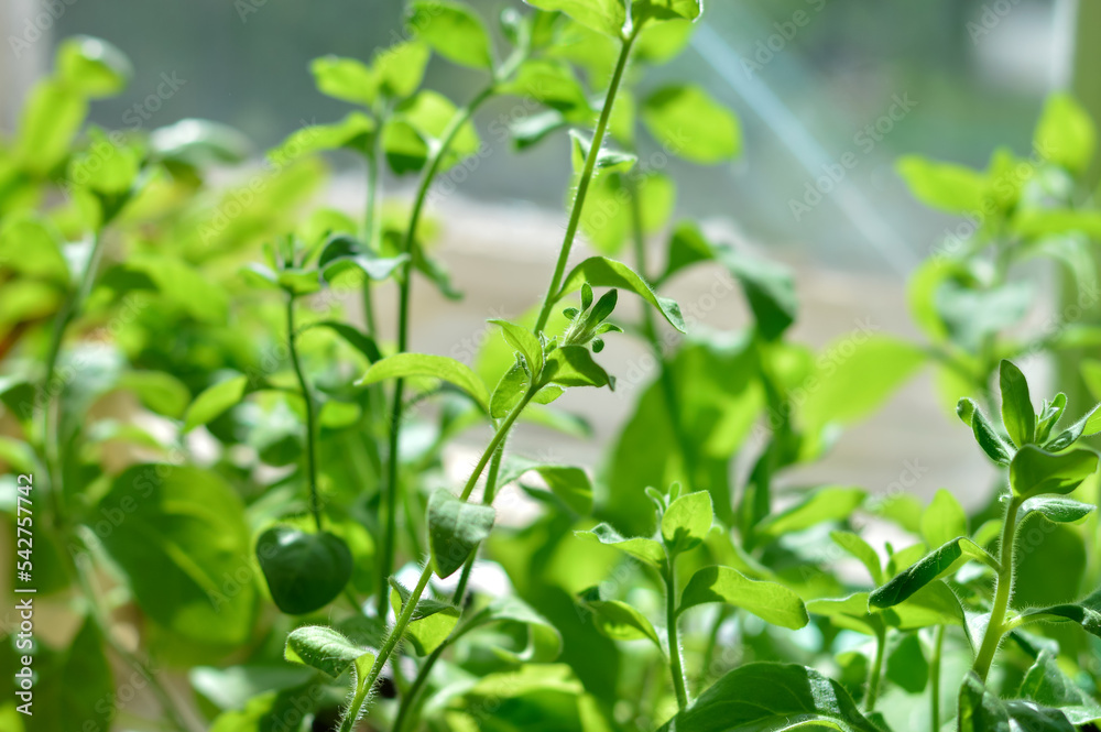 Fototapeta premium green plants in sunlight, selective focus