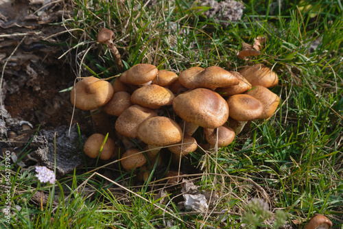 Photos Honey fungus ( Armillaria mellea )
