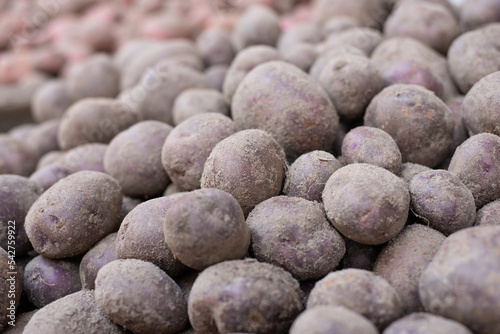 Close up shot of fresh young potatoes. Natural background, agricultural concept