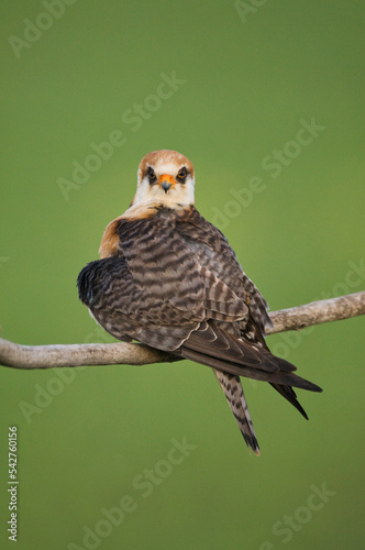 Roodpootvalk, Red-footed Falcon, Falco vespertinus photo