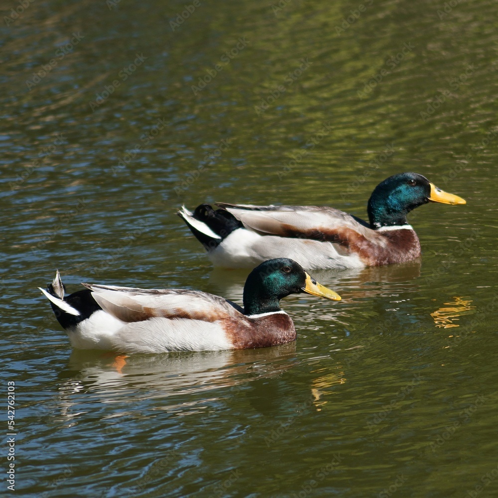 Fototapeta premium Ánades reales macho