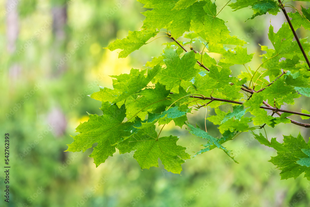 Maple branches with green and yellow leaves in autumn, in the light of sunset. Maple branches with green and yellow leaves in autumn, in the light of sunset.