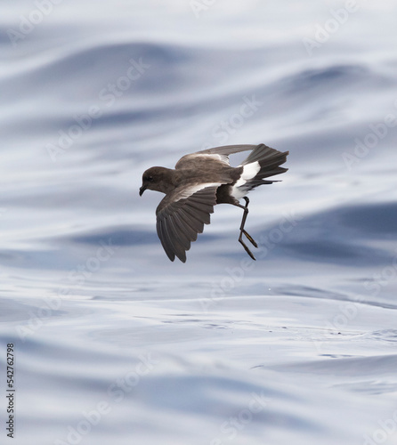 Wilson's Storm Petrel, Oceanites oceanicus photo