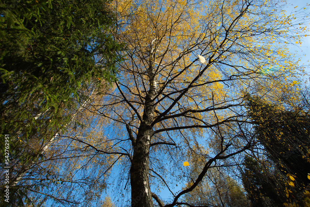 Yellow leaves on a birch tree in autumn. A look from the bottom up. Yellow leaves on a birch tree in autumn. A look from the bottom up.