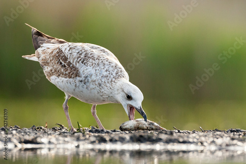 Pontische Meeuw, Caspian Gull, Larus cachinnans photo