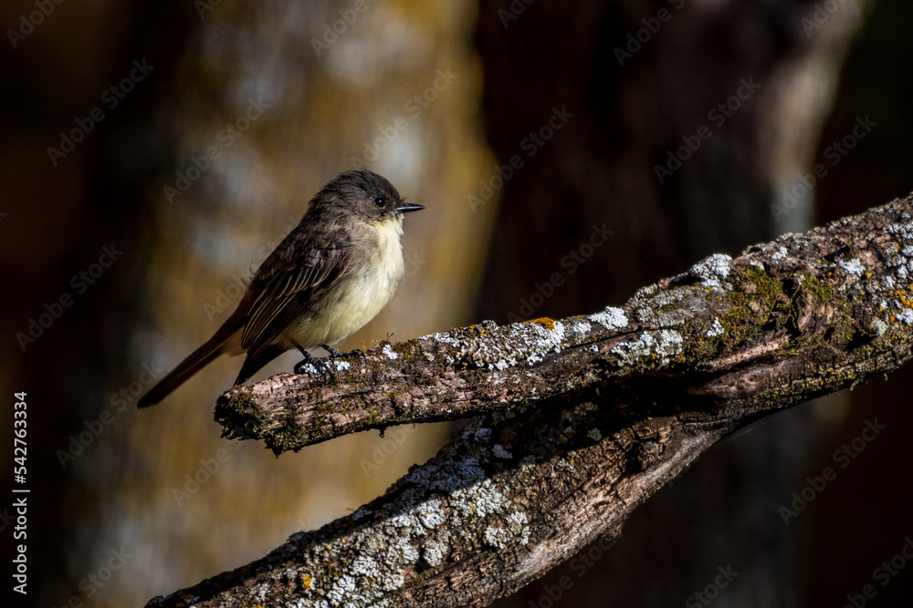 Eastern Phoebe Perched on Branch Eastern Phoebe Perched on Branch