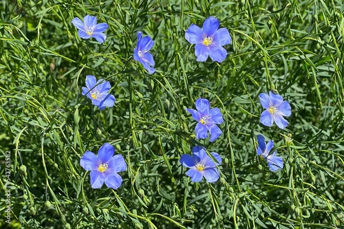 Blue flowers of Lewis flax Linum lewisii