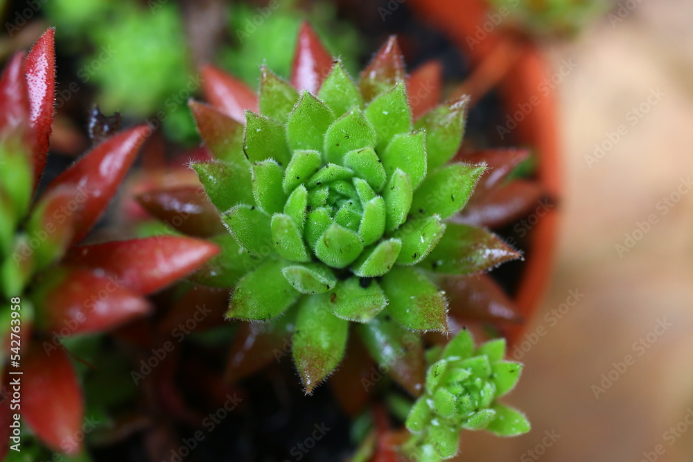 Rojnik Sempervivum Gummibarchen Rojnik Sempervivum Gummibarchen
