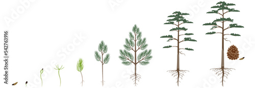 Cycle of growth of scots pine tree on a white background. photo