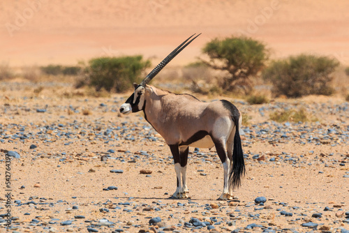 Oryx  Large antelope in the southern part of the Namib Desert  Namibia.