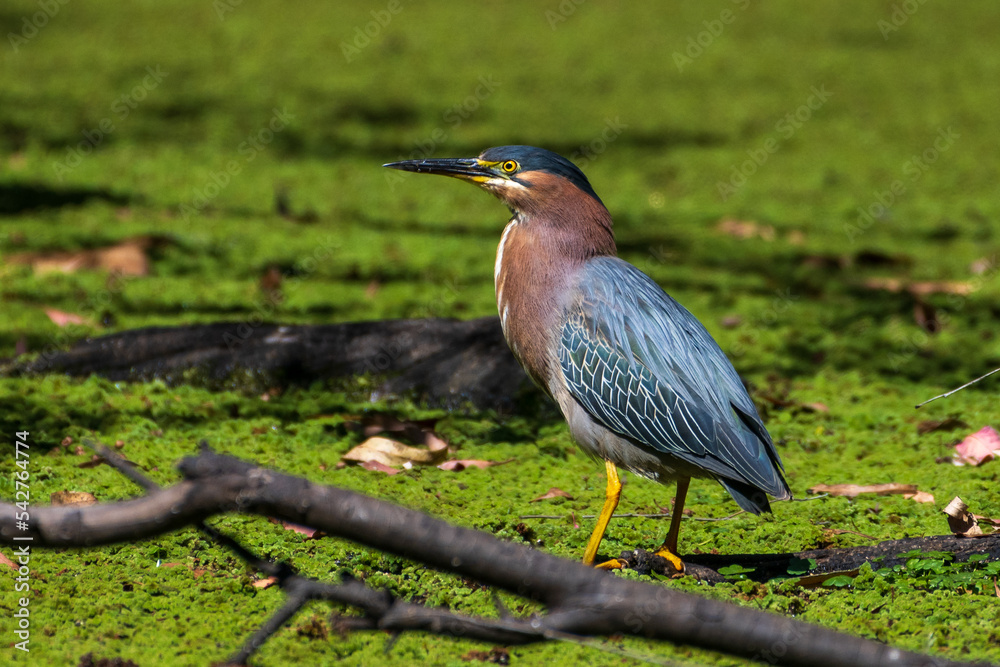 Green Heron Perched on Branch Green Heron Perched on Branch