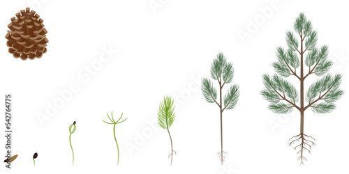 Sequence of scots pine tree growing isolated on white.
