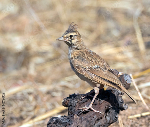 Thekla Lark, Theklaleeuwerik, Galerida theklae photo