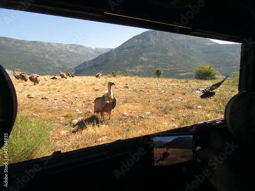 View from photohide to Griffon Vultures outside the hide photo