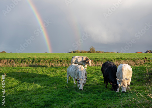 beef cows in belgian countryside with rainbow in the background