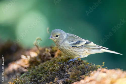 Citroenkanarie, Citril Finch, Serinus citrinella photo