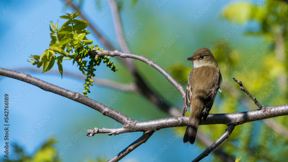 Eastern Phoebe Perched on Branch