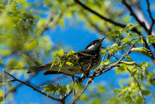 Blackpoll Warbler Perched in Tree photo