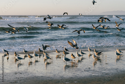 Dramatic seascape with flock of sea birds, flying pelicans and seagulls