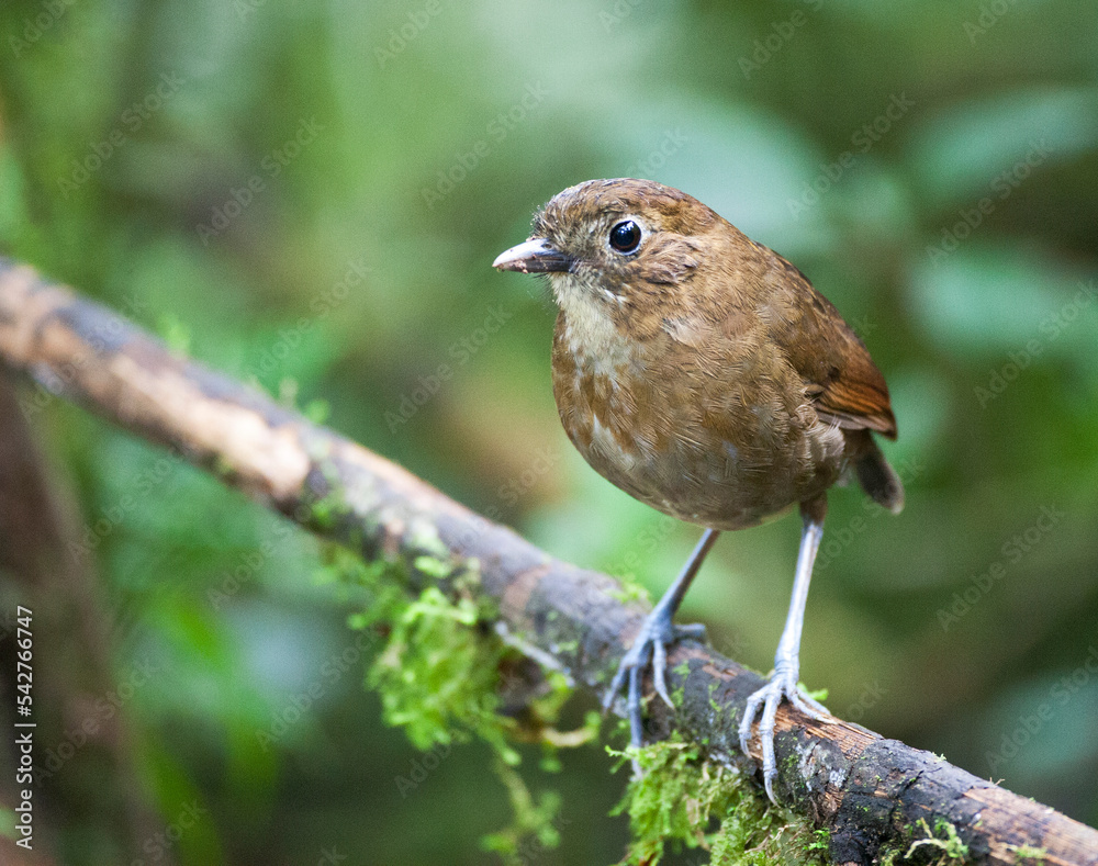 Fototapeta premium Caldasmierpitta, Brown-banded Antpitta, Grallaria milleri