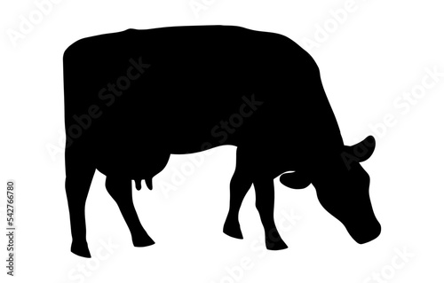A grazing cow is a minimalistic black silhouette highlighted on a white background. Vector illustration of a cash cow grazing in a field, eating grass. Milkmaid in the meadow