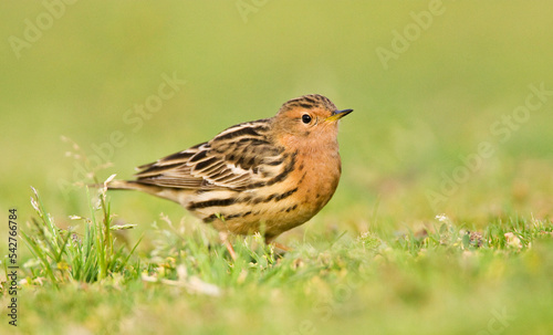 Roodkeelpieper, Red-throated Pipit, Anthus cervinus photo